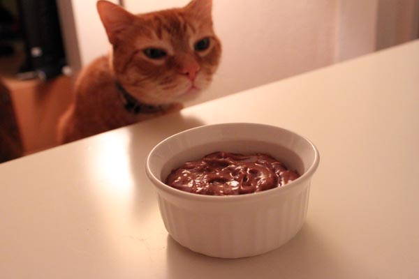Can Cats Eat Chocolate Pudding 